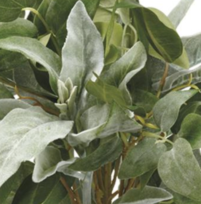 Ramo decorativo de “lambs ear”