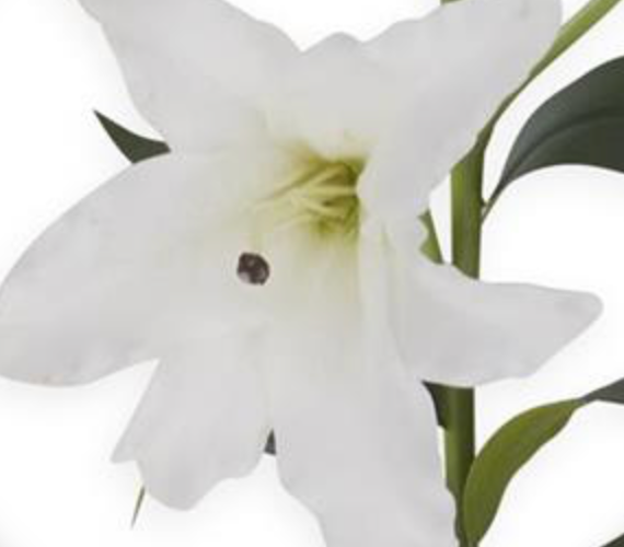 TALLO DE LILY BLANCO DE 85CMS CON 2 FLORES Y 2 CAPULLOS