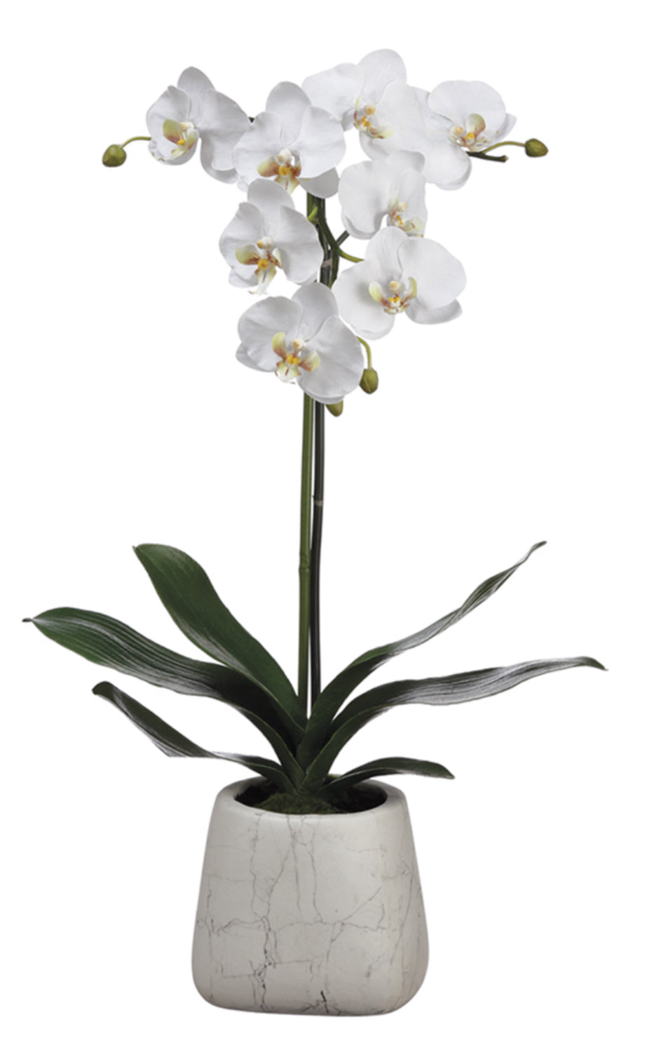 ARREGLO DE ORQUÍDEAS MEDIANO