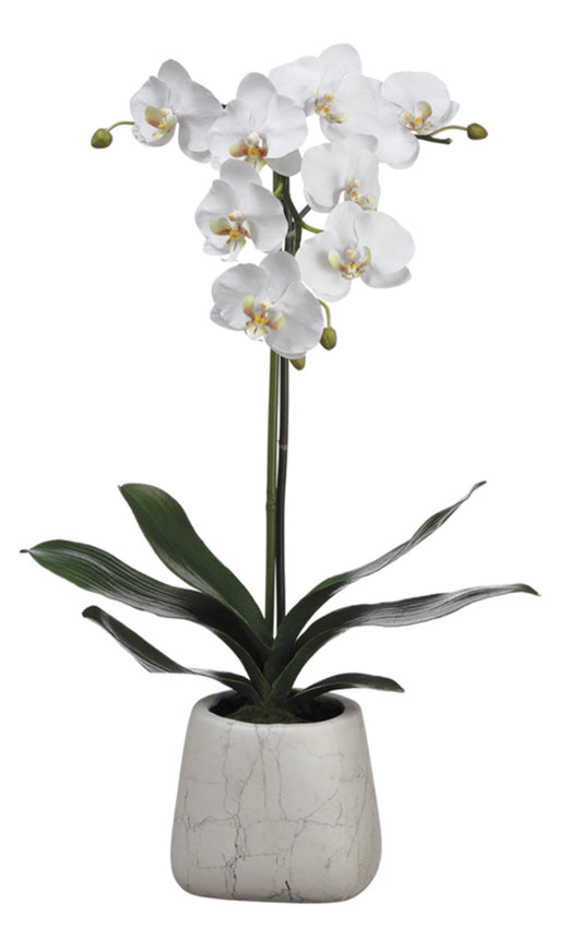 ARREGLO DE ORQUÍDEAS MEDIANO
