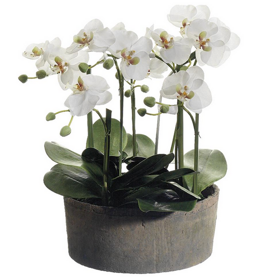 ARREGLO DE ORQUÍDEA MEDIANO EN BASE DE CEMENTO