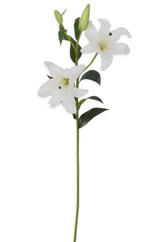 TALLO DE LILY