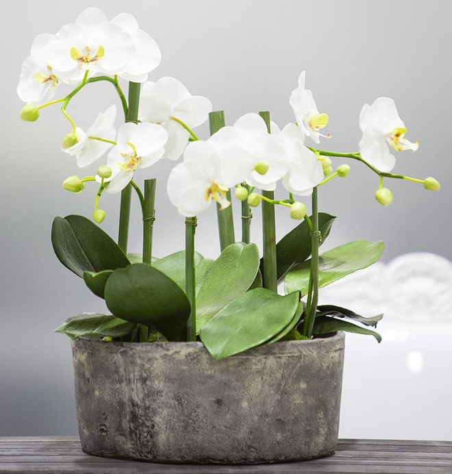 ARREGLO DE ORQUÍDEA MEDIANO EN BASE DE CEMENTO