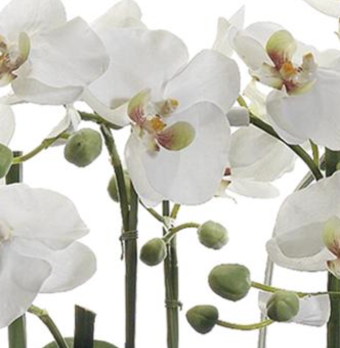 ARREGLO DE ORQUÍDEA MEDIANO EN BASE DE CEMENTO