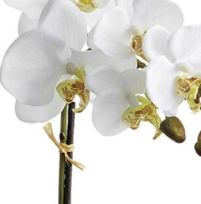 ARREGLO DE ORQUÍDEAS MEDIANO