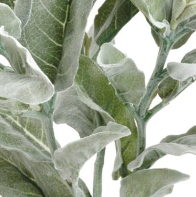 BARA DE LAMBS EAR